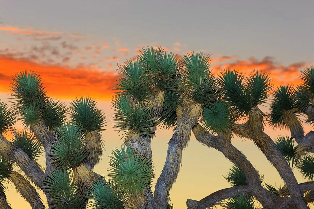 Joshua Tree Bonsai Seeds - 10 Count - Grow Yucca brevifolia Bonsai