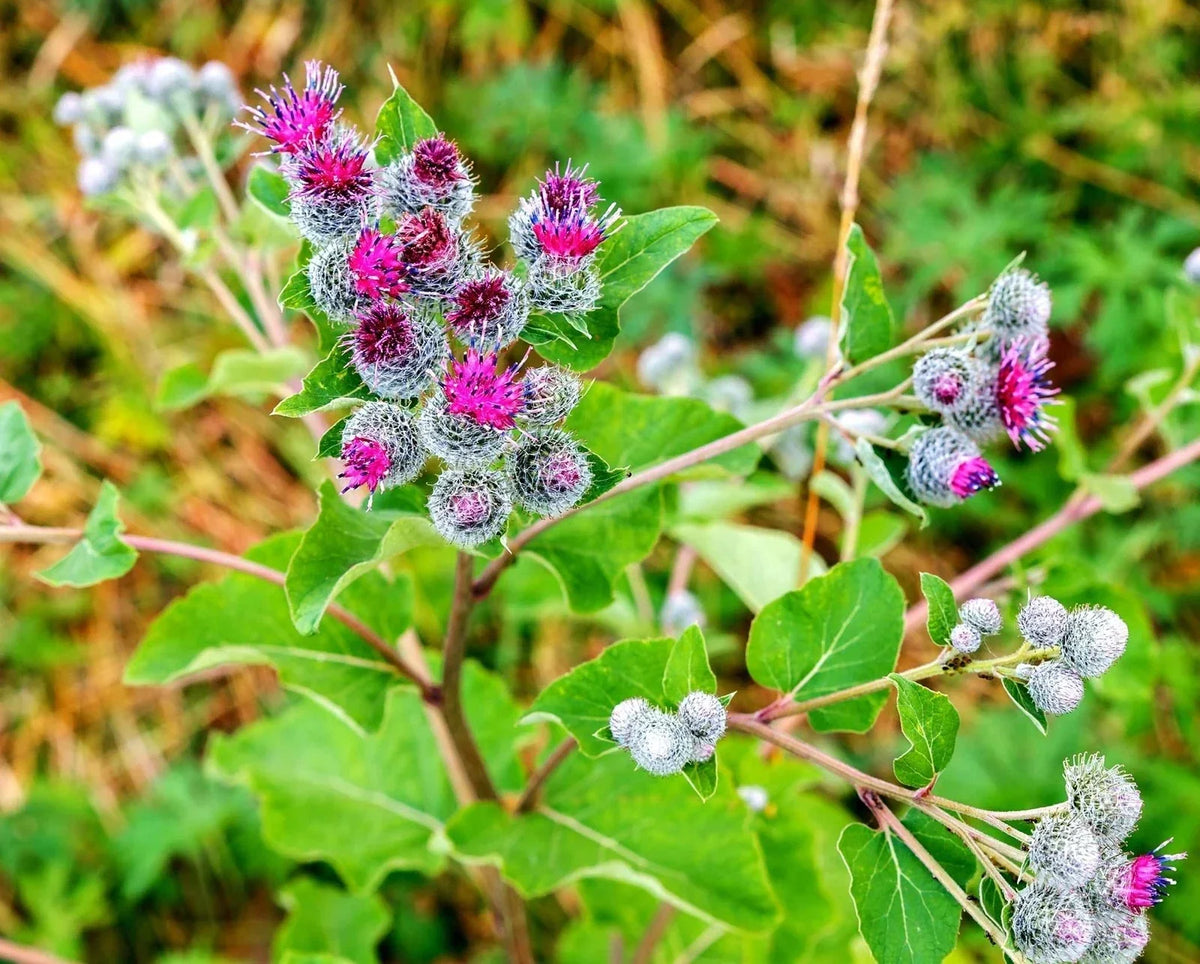 Greater Burdock Root Seeds - 50 Pack Organic Arctium lappa for Gardening