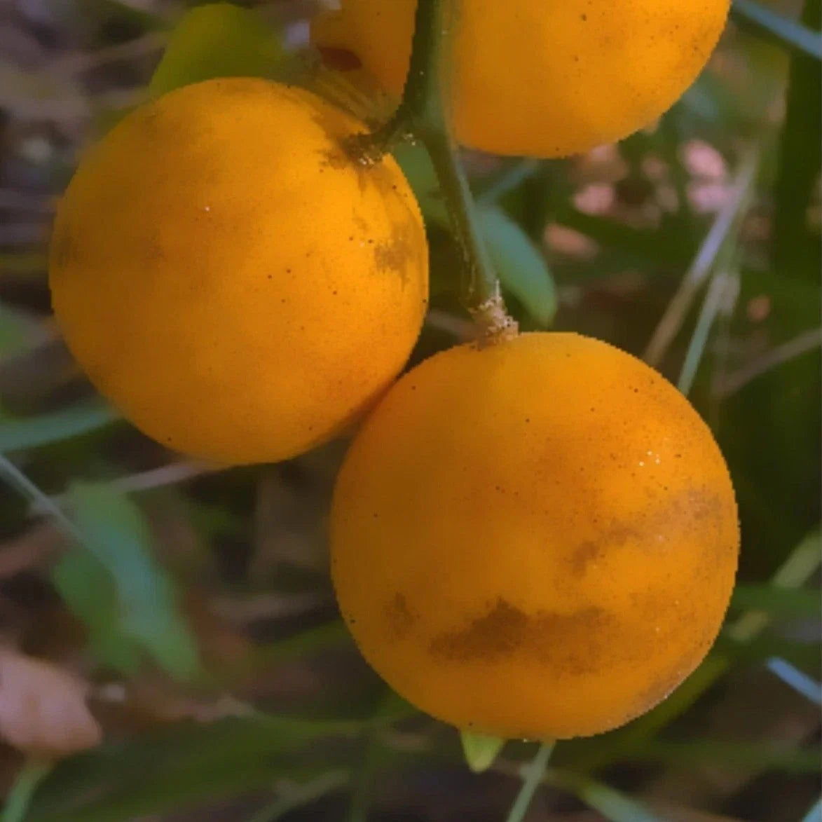 Live Hardy Orange Fruit Tree Seedlings – Trifoliate Flying Dragon Citrus (Citrus trifoliata) – 5 Small Plants for Garden or Container