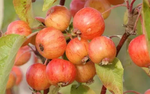 Evereste Crabapple Seeds - 25+ Pack Malus domestica USA