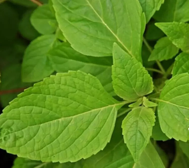 Clove Scented Basil Seeds - 300+ Annual Herb Spice, Aromatic Ocimum basilicum, Culinary & Fragrant Garden Herb