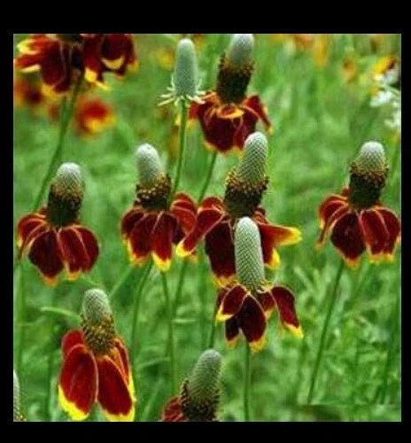 Mexican Hat Seeds Pack – Ratibida columnaris Wildflower for Garden & Landscape – Native Drought-Tolerant Perennial Seed