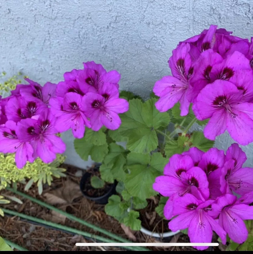 Geranium Starter Cuttings 6" Lavender Pink Black Pelargonium for Containers Indoor Outdoor