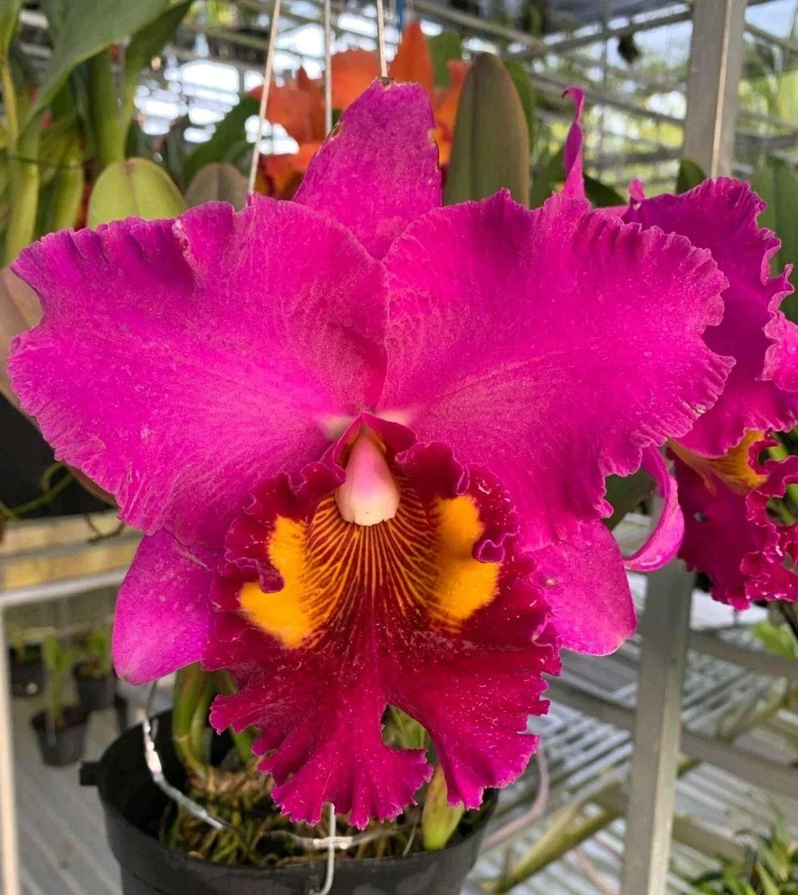 Cattleya Orchid Plant 4.5" Pot Blc Chia Lin Ruby Red Exotic Flowering Tropical Houseplant