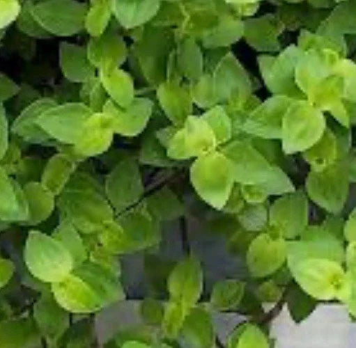 Dwarf Tradescantia Repens Cuttings – 60 Propagation Plants for Indoor & Outdoor Gardens