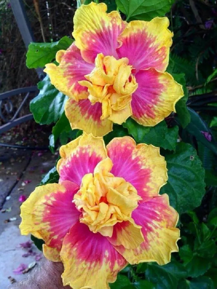 Double Pink Yellow Hibiscus Seeds - 20 Pack, Exotic Perennial Flower Seeds, Hibiscus rosa-sinensis