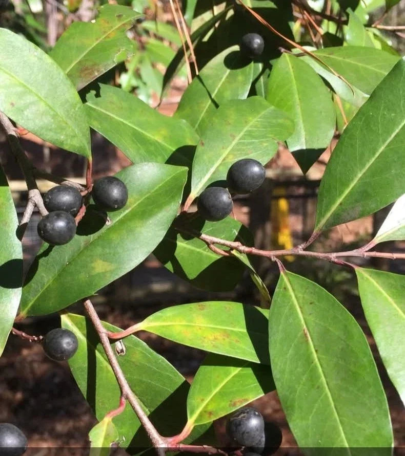 Cherry Laurel Tree Seeds - Prunus caroliniana - Evergreen Privacy Hedge & Landscaping Plant - Drought-Tolerant Tree Seeds