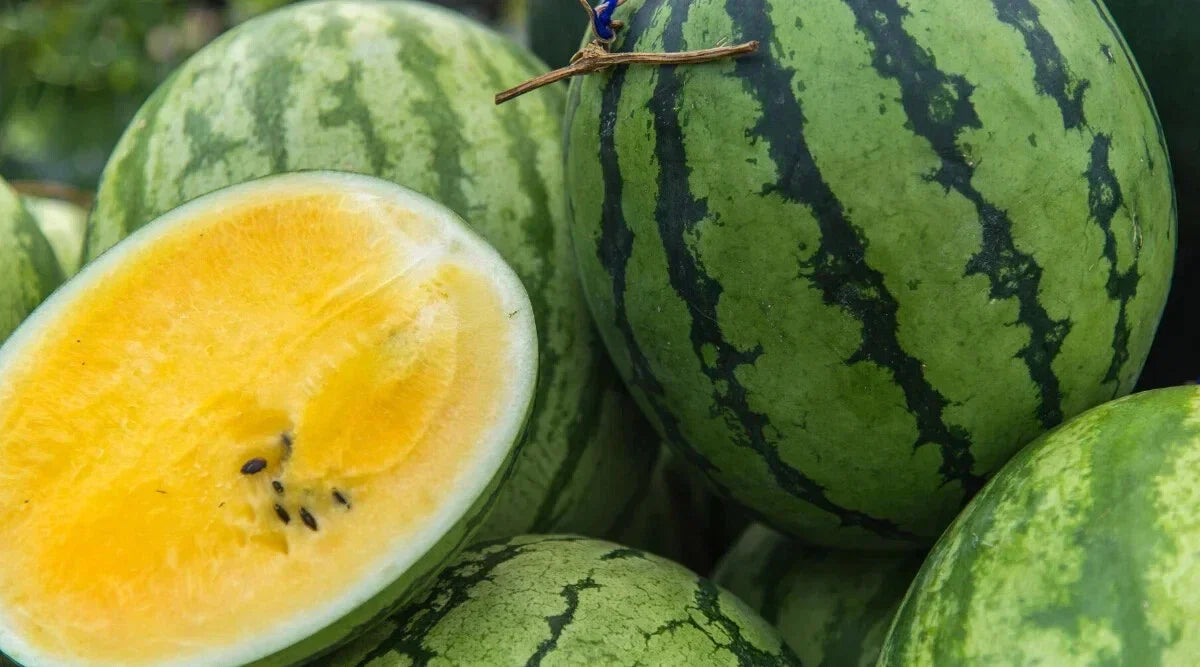 Yellow Baby Doll Watermelon Seeds - 50+ Premium USA Grown Citrullus lanatus Seeds