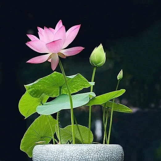Bonsai Lotus Seeds for Planting | 10 Seeds | Nelumbo nucifera Aquatic Flower