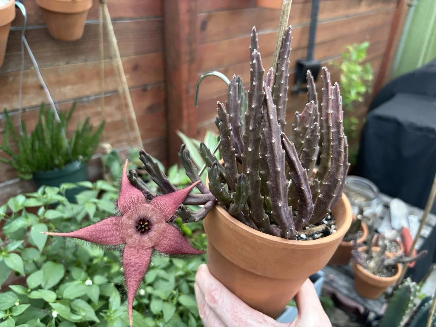 Blooming Cactus Plant 3-Inch Pot Stapelia schinzii var. angolensis Pinkish Dark Red Flowers Live Rooted Succulent