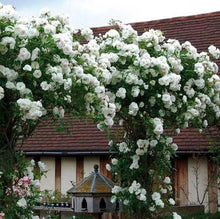 Climbing White Rose Seeds - 10 Pack - Perennial Flower Bush - Rosa spp.