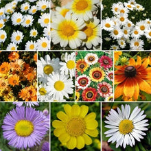 Daisy Wildflower Seed Mix, 10 Species Variety Packet, Eco-Friendly Seeds, Leucanthemum vulgare & More
