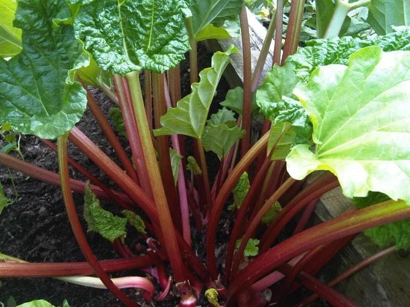 Rhubarb Seeds Bulk 200 Count Crimson Stalks Heat Resistant Garden Plant Seeds