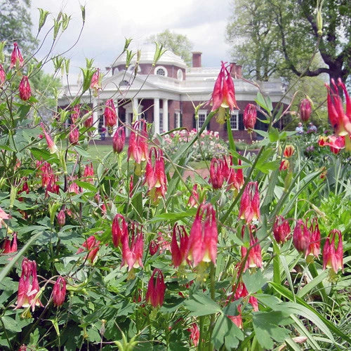 Eastern Red Columbine Seeds - 100+ Perennial Native Wildflower for Shade Garden