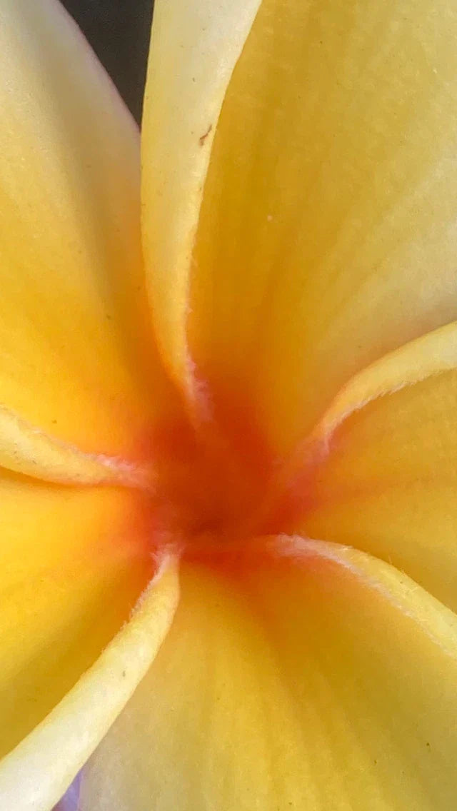 Hawaiian Mellow Plumeria Seeds - Frangipani White Yellow Pink Tropical Garden Favorite