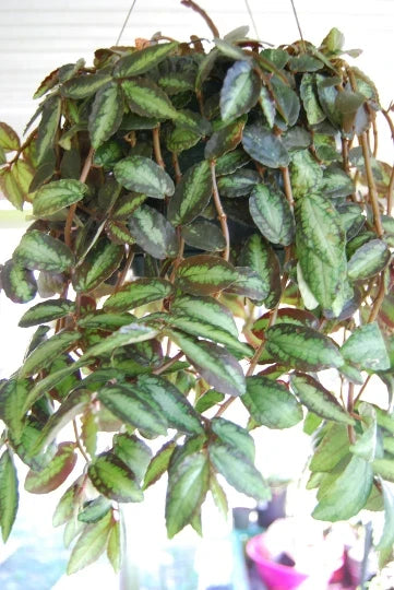 Rare Polynesian Ivy Trailing Watermelon Vine Plant Pellionia Repens Indoor Houseplant Greenery