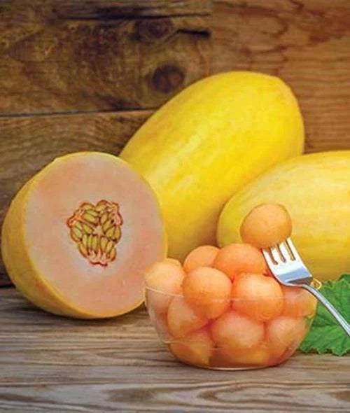 Mango Seed - 50 Seeds - Mangifera indica - Tropical Fruit Tree Seeds - Made in USA