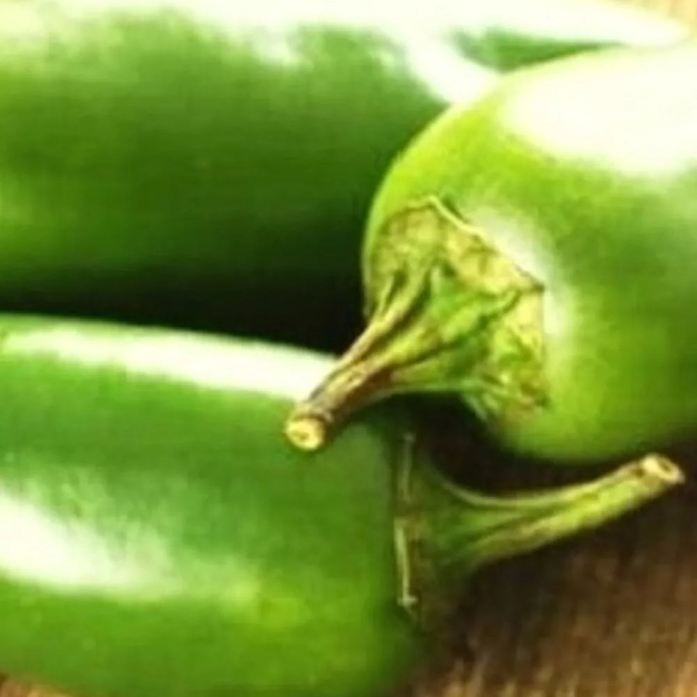 Jalapeno M Pepper Seeds | Non-GMO Heirloom Seeds | Capsicum annuum | Spicy Green Peppers for Garden or Container Planting