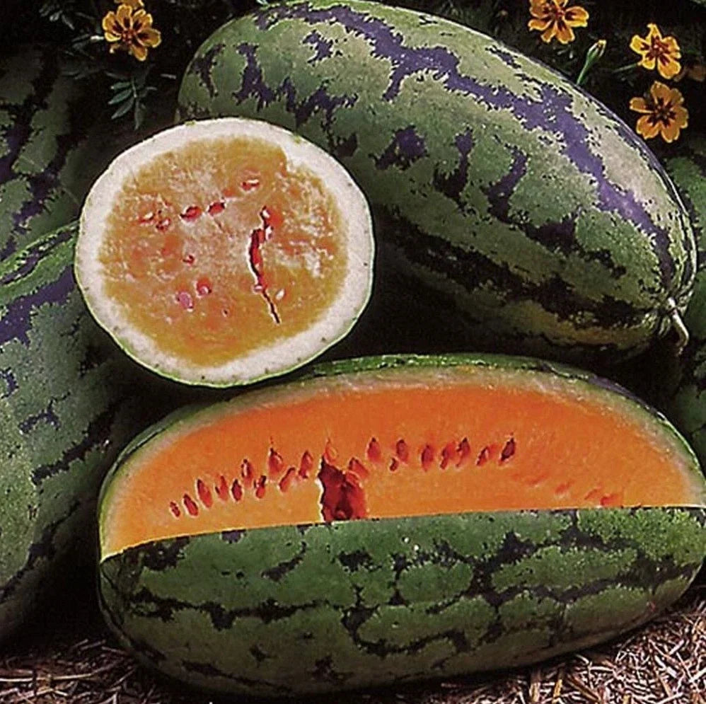 Orangeglo Watermelon Seeds - 50+ Non-GMO Citrullus lanatus Large Fruit for Home Gardens