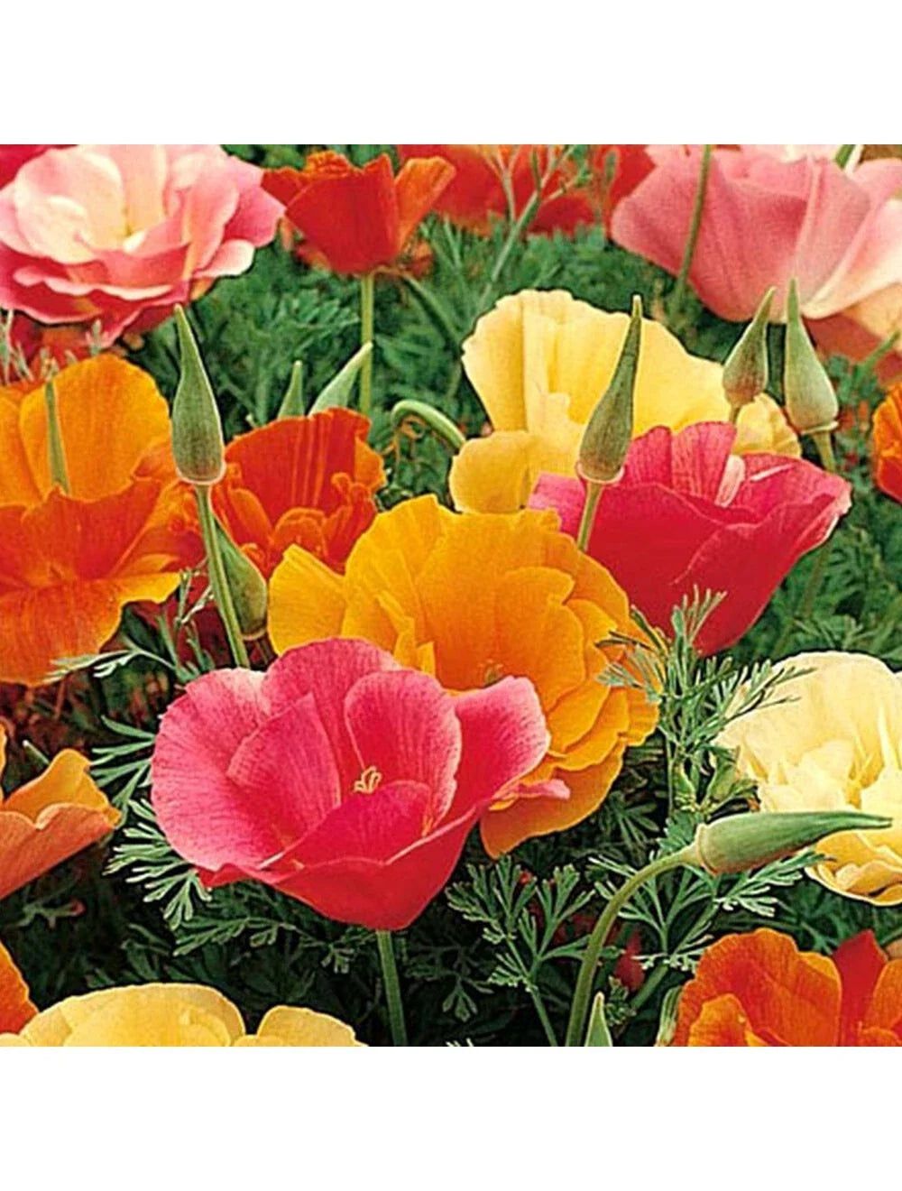 California Poppy Seeds - Mission Bells Mix, Colorful Flower Seeds for Garden, Eschscholzia californica, Annual, 500 Seeds