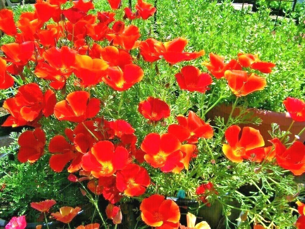 500+ Red Chief California Poppy Seeds - Eschscholzia californica Wildflower Garden