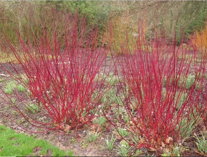 Red Dogwood Cuttings 8 Pack, Easy to Grow, No Roots, Cornus sericea, Deciduous Shrub for Landscaping and Borders
