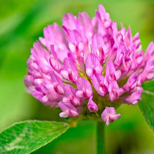 Medium Red Clover Cover Crop Seeds - Non-GMO Heirloom, Inoculated - Trifolium pratense