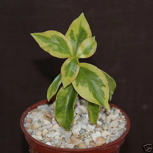 Variegated Pereskia aculeata Cactus in 4" Pot | Rare Tropical Indoor Plant with Variegated Leaves