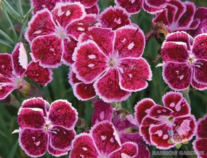 Everlast Lavender Lace Carnation Seeds - 200+ Premium Dianthus caryophyllus Seeds USA