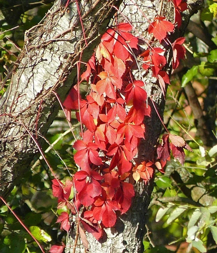 Virginia Creeper Live Rooted Cuttings – Perennial Climbing Vine, Parthenocissus quinquefolia, Ground Cover, Hardy, Fast-Growing