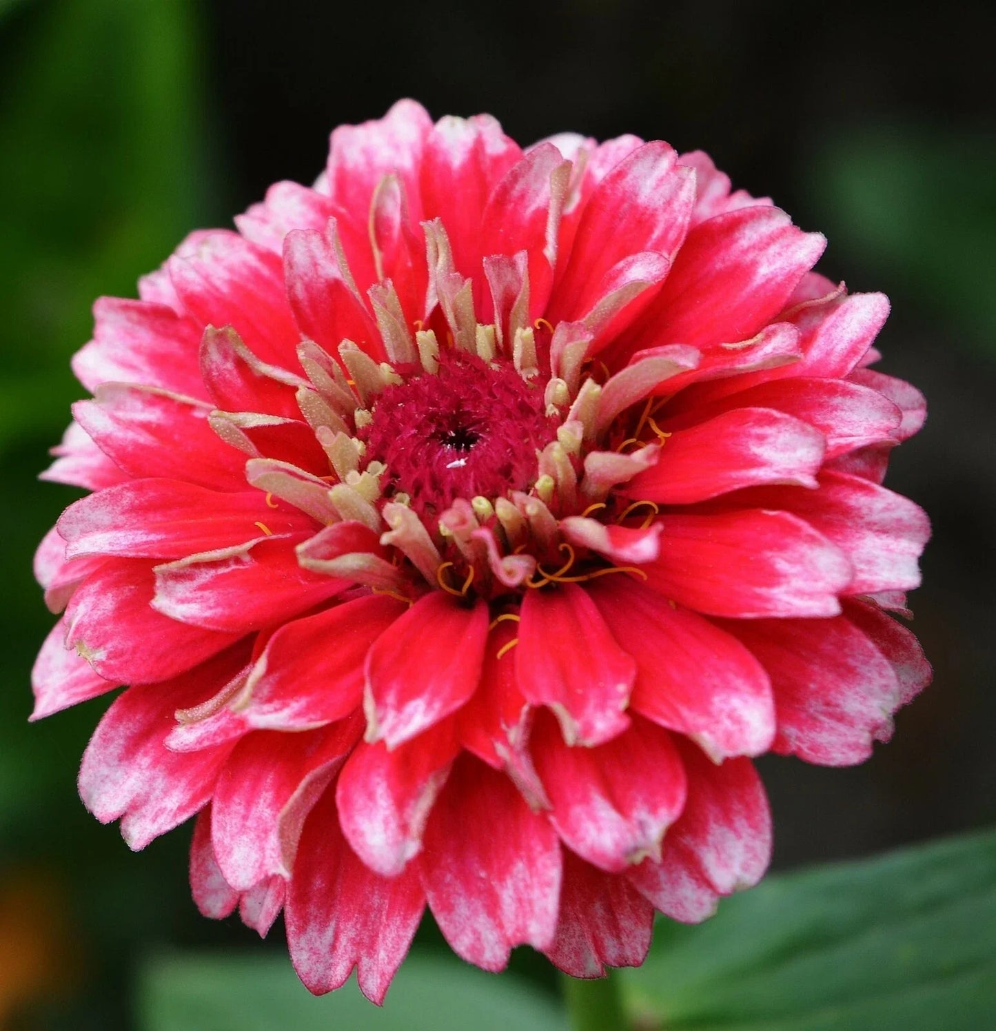 Zinnia Seeds - Bi-Colored Ice Queen - 25+ Seeds - Zinnia elegans - Butterfly Attracting, Easy to Grow, Summer Blooms