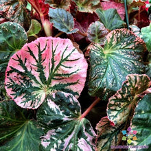 Midnight Sun Begonia 25 Seeds - for Garden Planting - USA - Free Shipping - (Begonia x tuberhybrida)