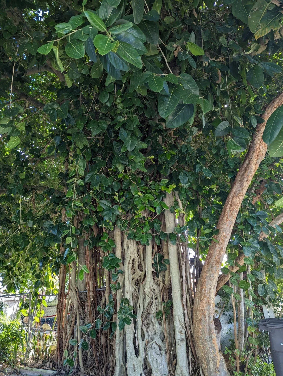 Ficus benghalensis Banyan Tree Cuttings | Fresh, Ready to Root | Indoor & Outdoor Propagation