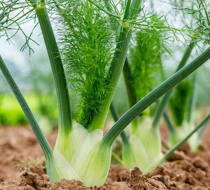 Florence Fennel Seeds - 200+ Culinary Herb Seeds for Garden, Attracts Bees & Butterflies, Foeniculum vulgare var. dulce