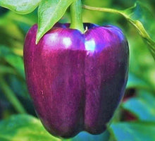 Purple Bell Pepper Seeds - 50+ Non-GMO Sweet Vegetable Garden Plants - Capsicum Annuum