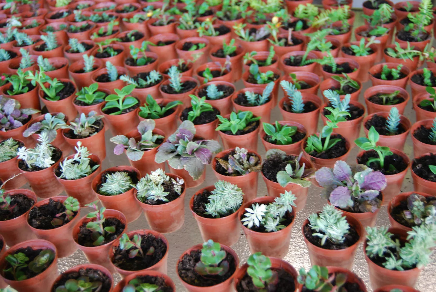 Live Garden Plants Set - 3 Plant Surprise Lot in 2" Pots - Fairy Assortment for Indoor & Outdoor Gardening