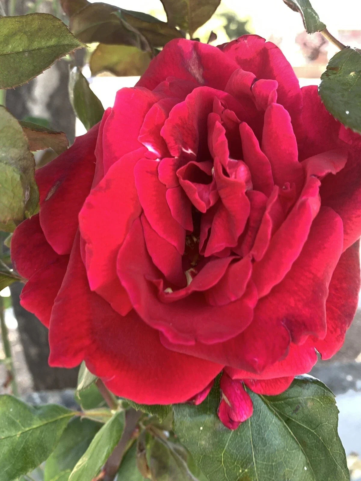 Velvet Pink Rose Cuttings – 5 Fresh Stem Cuttings, Fragrant Rosa 'Velvet Pink' for Gardening & Propagation
