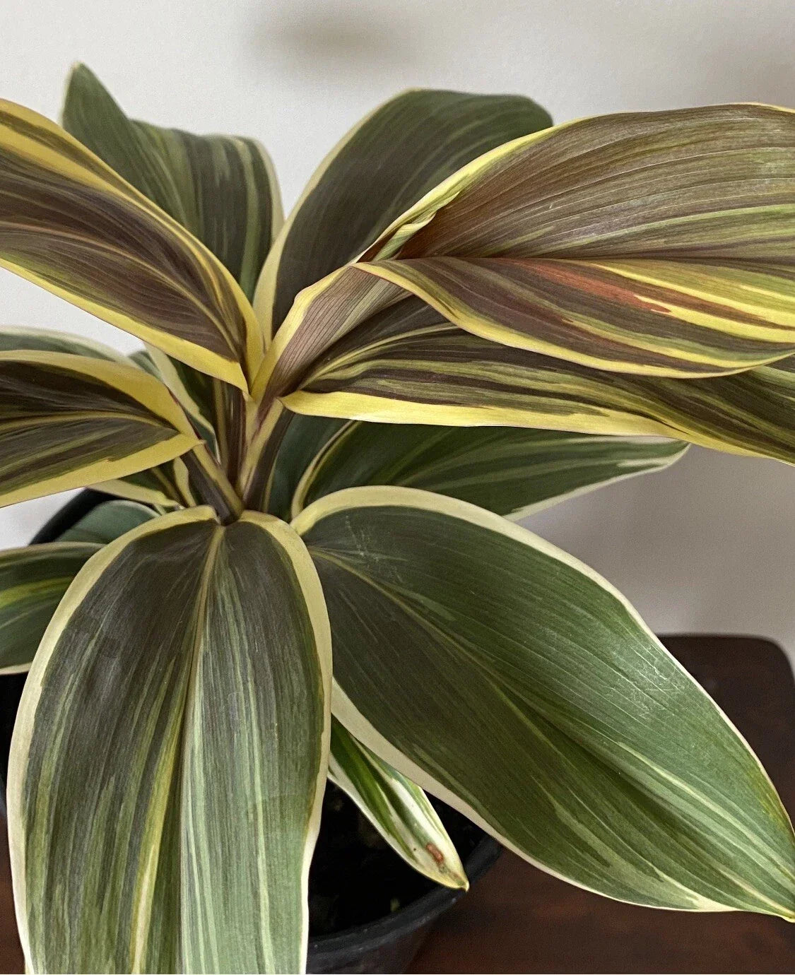 Cordyline Plant - Rooted 4-Inch Pot - Chocolate Queen Foliage - Cordyline fruticosa Tropical Indoor Outdoor