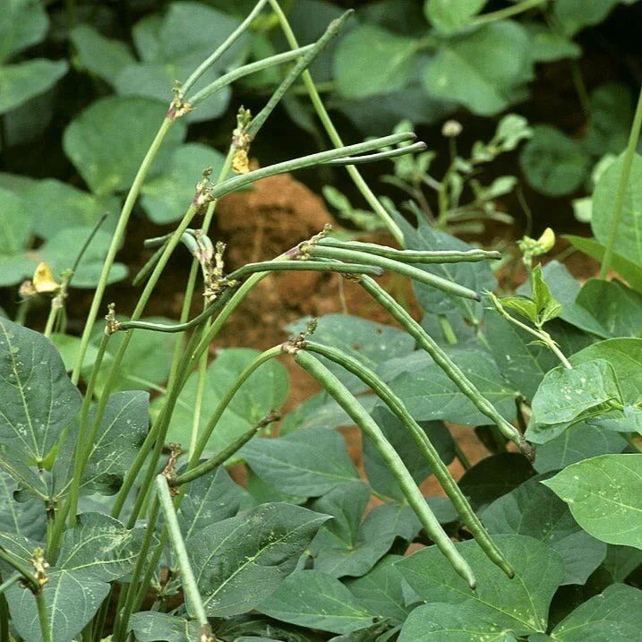 Texas Cream 8 Pea Seeds - Non-GMO Southern Field Pea Crowder for 2025 Planting