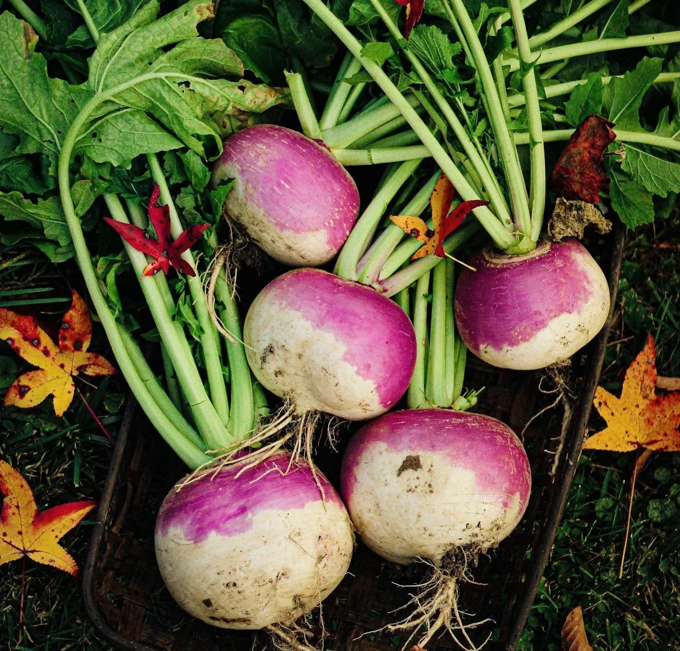Turnip Seeds 600 Count Purple Top White Globe Brassica rapa Heirloom Vegetable Seeds
