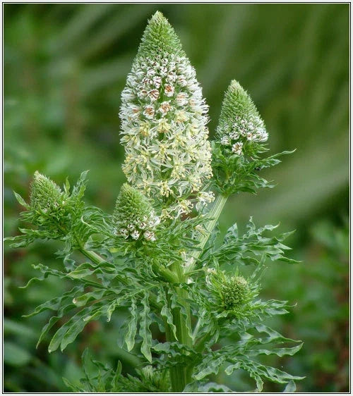 Mignonette Seeds – White Fragrant Reseda Odorata – 285 Seeds for Garden, Borders, Containers