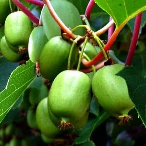 Kiwi Berry Seeds | Self-Fertile Actinidia Arguta Issai | Cold Hardy Kiwiberry Vine for Garden Growth