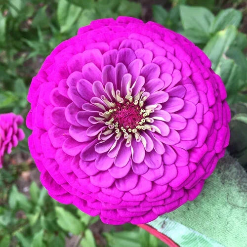 Purple Prince Zinnia Seeds | 5-Inch Purple Flowers | Zinnia elegans | Non-GMO, Easy to Grow, Butterfly Attracting