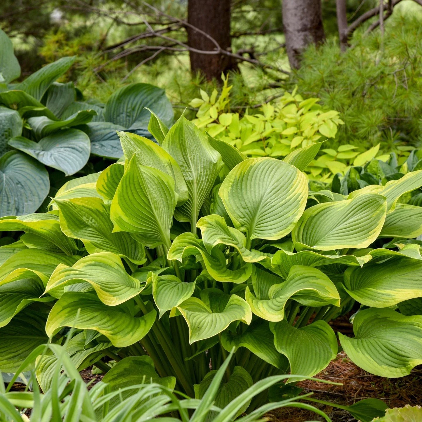 Hosta Plant 5.25" Pot Lone Star Well Rooted Perennial Shade Plant (Hosta 'Lone Star') Proven Winners