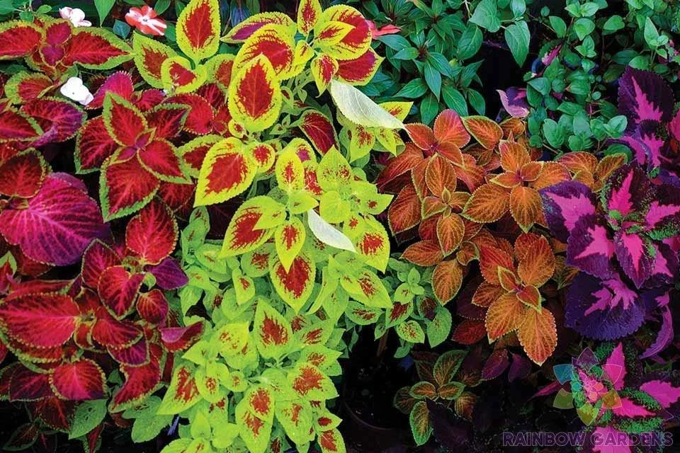 Mixed Coleus Seeds - 25+ Varieties - Colorful Foliage - Easy to Grow - USA