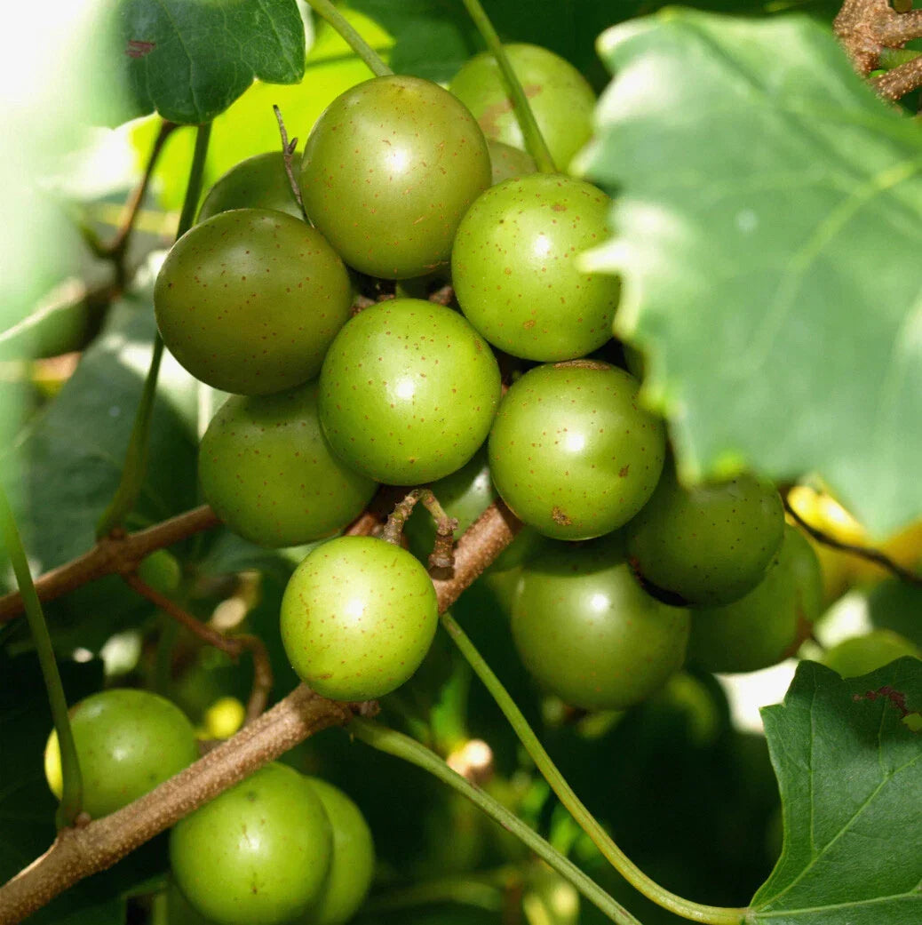 Muscadine Vine Cuttings 16 Pack | Carlos & Bronze Scuppernong | Vitis rotundifolia | Rooting Grape Scion for Home Garden