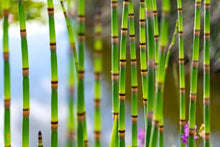 Horsetail Plant Cuttings - Equisetum Aquatic Perennial for Koi Ponds