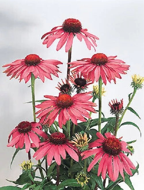 Deep Rose Coneflower Seeds - 50 Pack Echinacea Purpurea Perennial Flower Seeds for Garden Borders & Pollinator Attracting