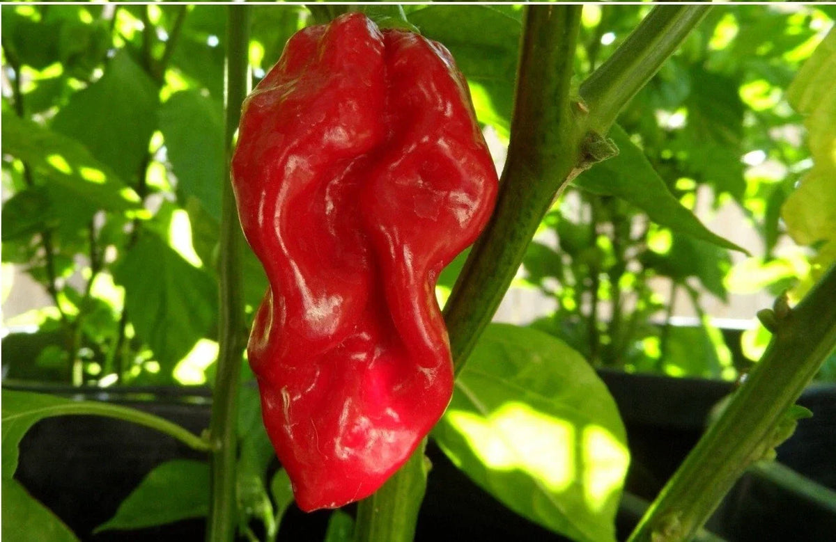 Red Devils Tongue Hot Pepper Seeds – Heirloom Chile Capsicum chinense, Extreme Heat, Vibrant Red, 20 Seeds