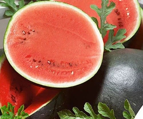 Sugar Baby Watermelon Seeds - 25+ Pack, Compact Bush, Citrullus lanatus, Sweet & Juicy Fruit, Organic Gardening, Non-GMO Seeds